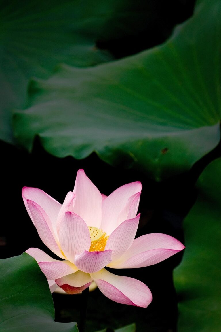 衣替えに虫干しは必要？その理由と効果を解説！
