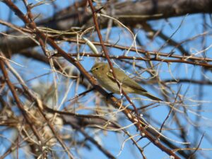 衣替えにおける虫食い防止のための効果的な対策は？