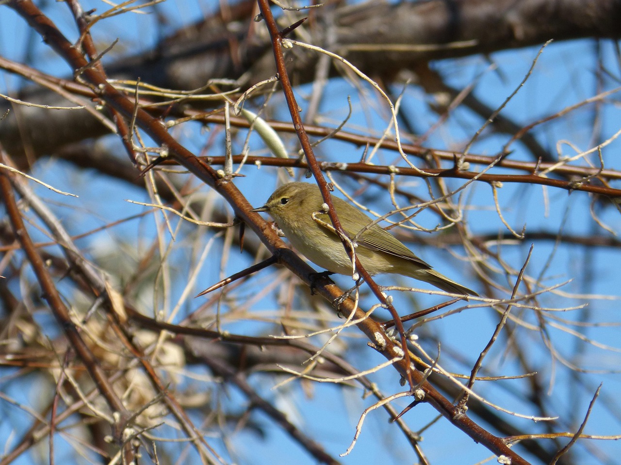 衣替えにおける虫食い防止のための効果的な対策は？