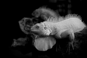 衣替えの収納と毛玉取りにおすすめのアイテムは？