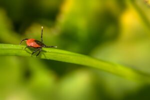 衣替えの時期に知っておきたいダニ対策と収納のコツは？